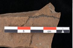 Foto (Detailansicht) von Widdringtonia ungeri Endl. (NHMW-GEO-2024-0188-0133)